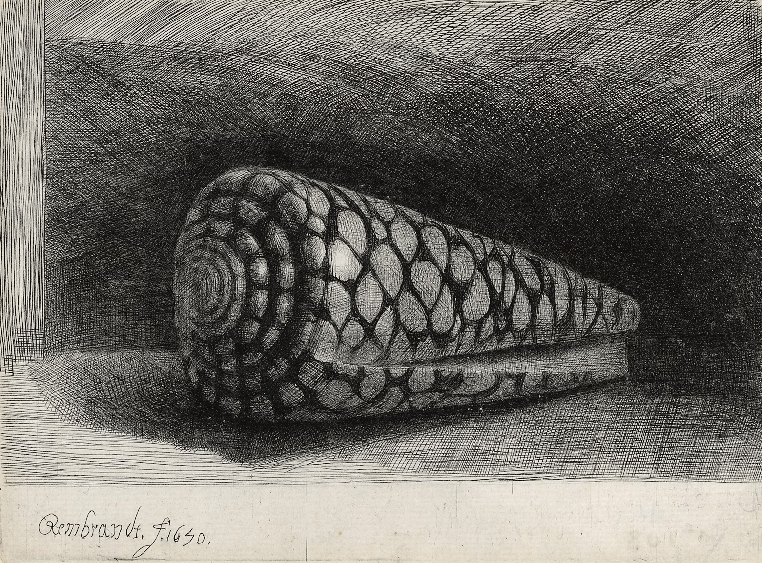 B159(II), Rembrandt, De schelp (Conus Marmoreus), 1650 (1)